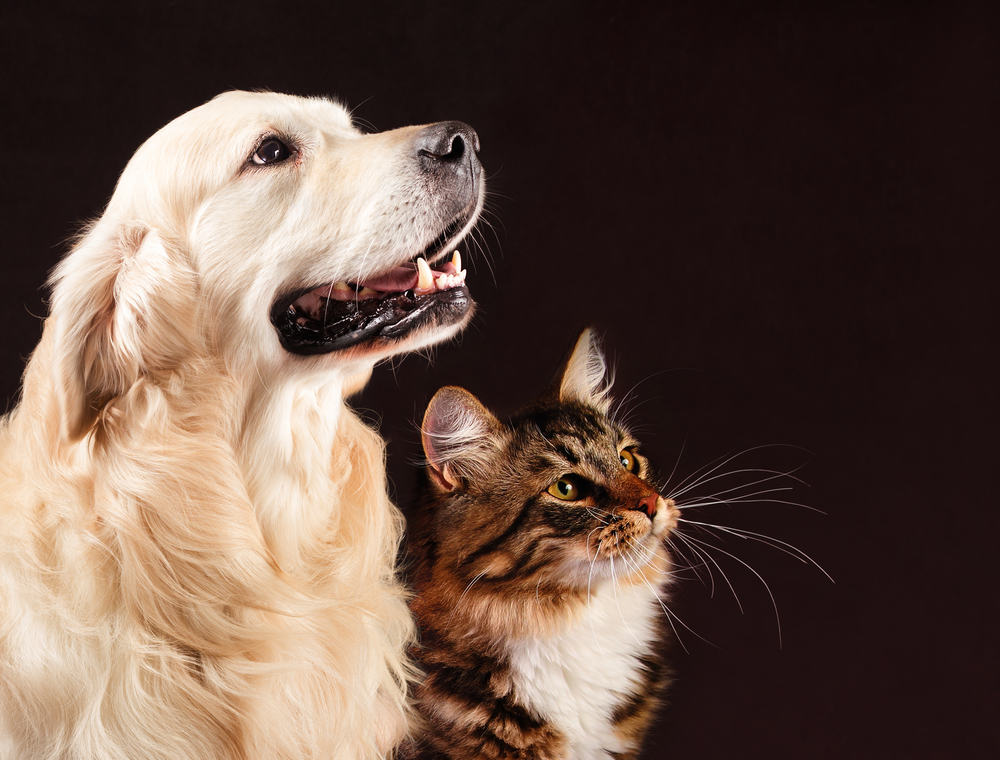 Cute dog and cat on a black background--you can make memory diamond out of their ashes when they die.